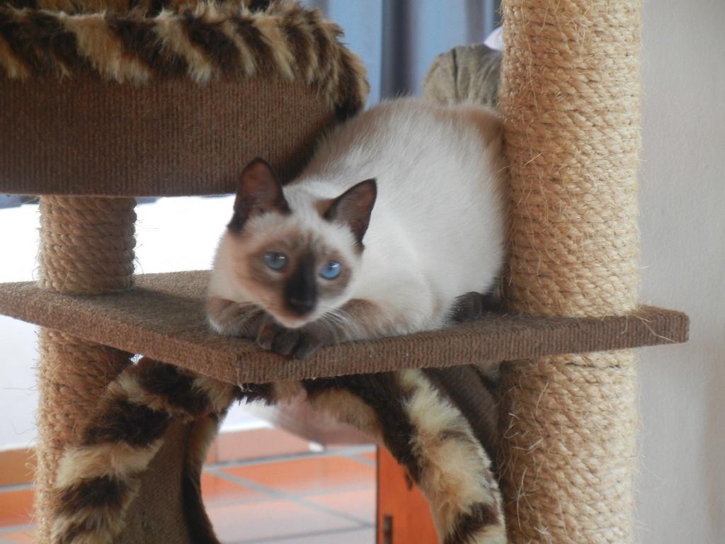 فندق The Cats' House Florianópolis المظهر الخارجي الصورة